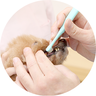 ペットの歯科治療