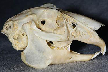 ペットのお口ケア 歯周病 歯石除去 動物病院 エールペットクリニック ペットのお口ケア 歯周病 歯石除去 動物病院 エールペットクリニック