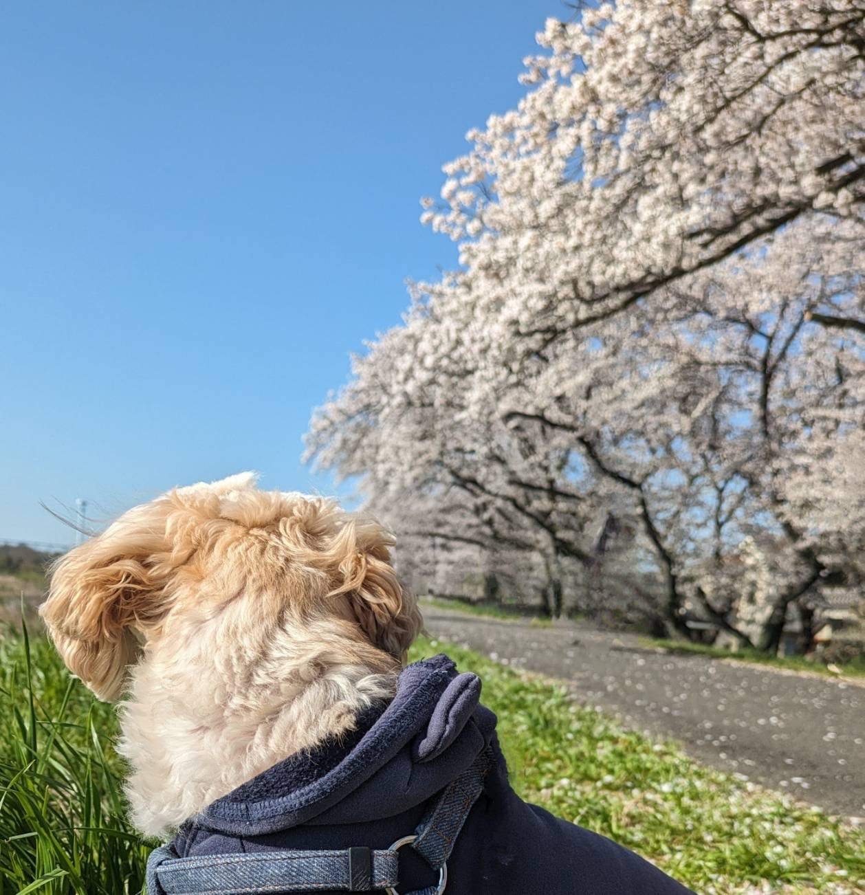 動物看護師 寺澤　悠希