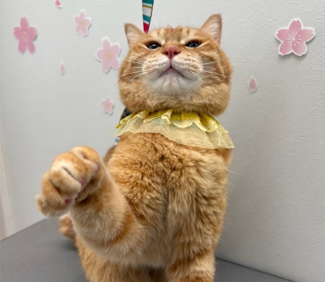 動物看護師　黒丸　美咲