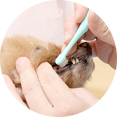 ペットの歯科治療